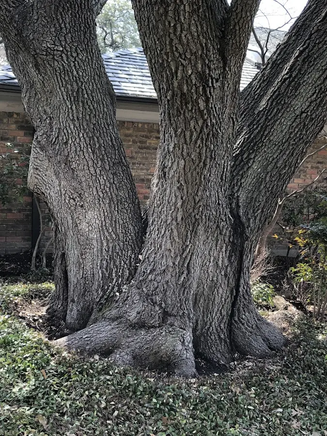Mature heritage tree close to a Allenhurst property cared for by certified arborists