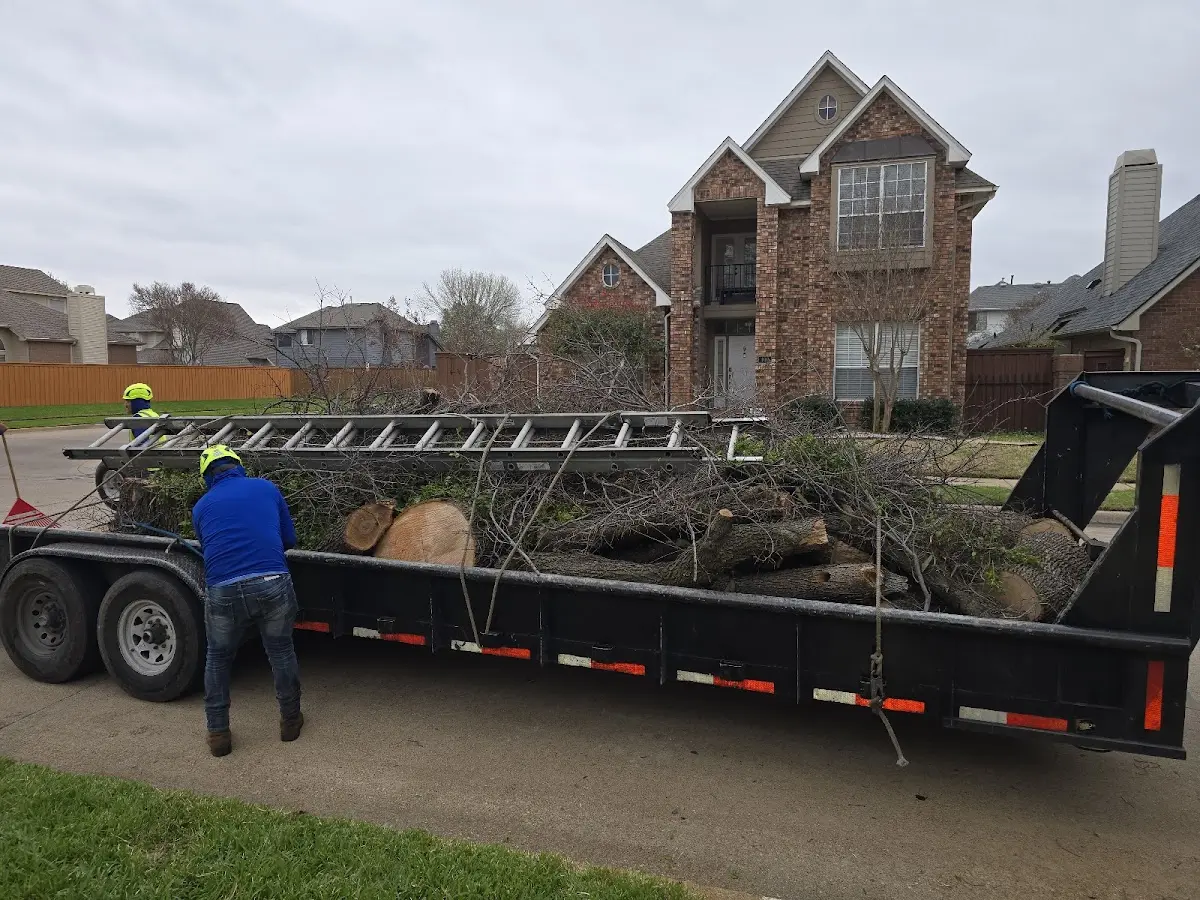 Expert Tree Pest Control with proper safety equipment in Allenhurst